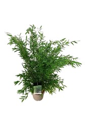 Bamboe Fargesia nitida Gansu 95/2