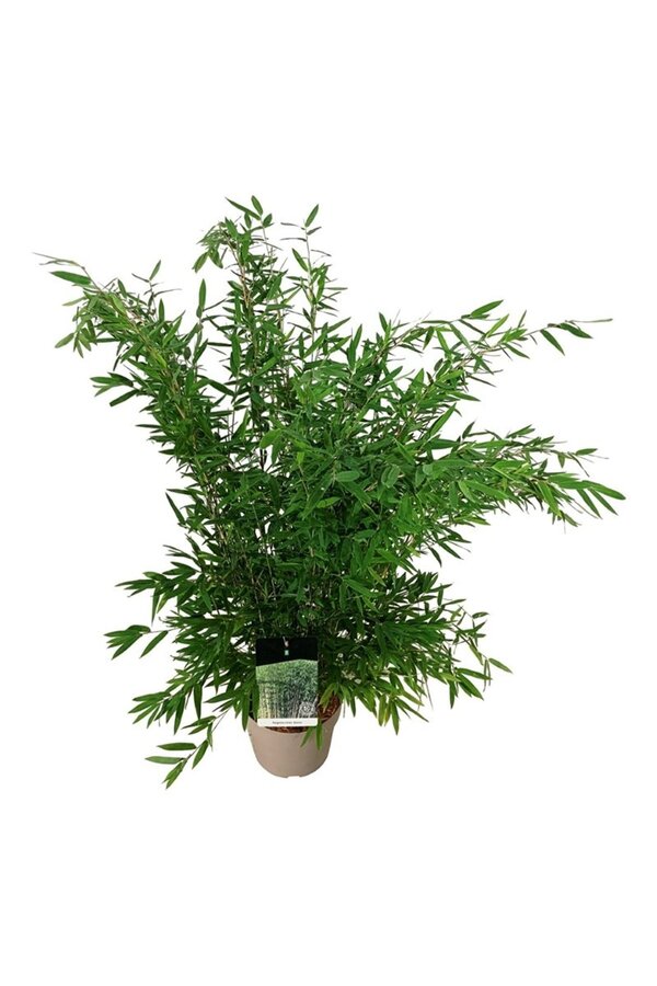 Bamboe Fargesia nitida Gansu 95/2