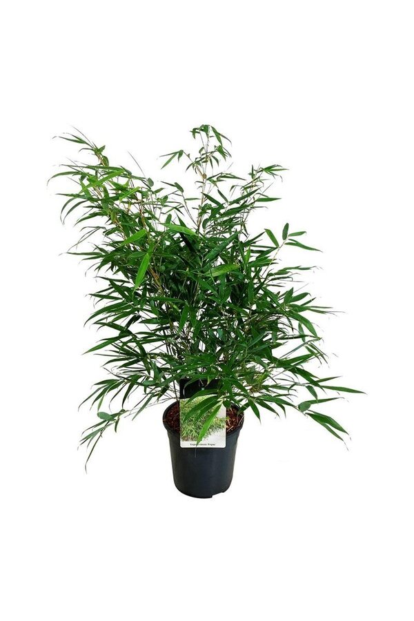 Bamboe Fargesia robusta Pingwu