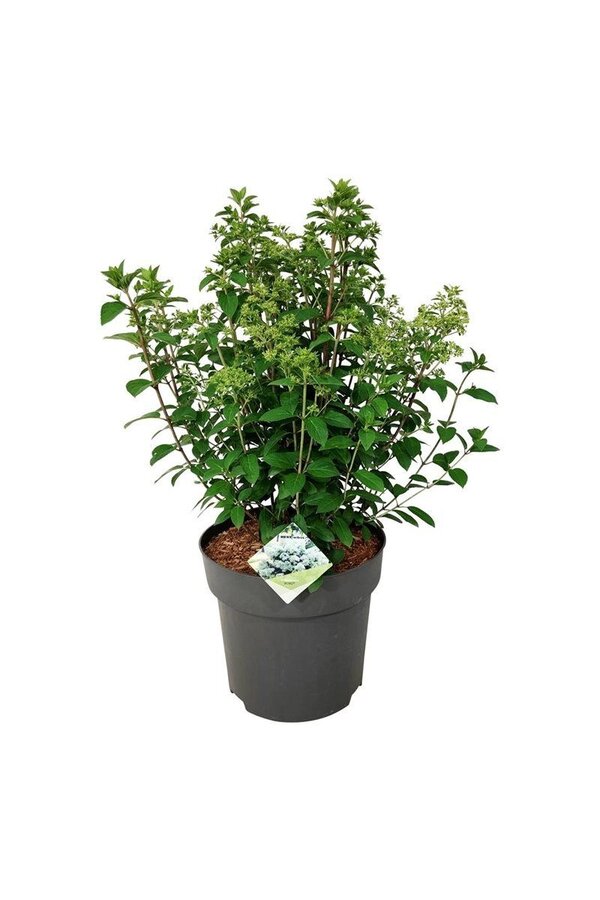 Hortensia Hydrangea Bobo