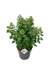 Hortensia Hydrangea Bobo