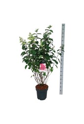 Hortensia Hydrangea Fraise Melba