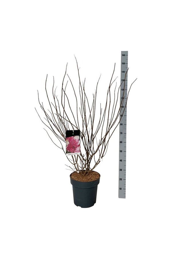 Hortensia Hydrangea Fraise Melba