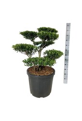 Ilex crenata Blondie