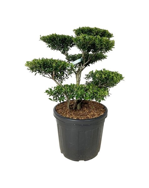 Ilex Crenata