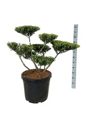 Ilex crenata Green Hedge