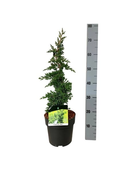 Juniperus