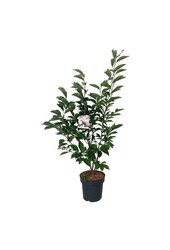 Beverboom Magnolia soulangeana