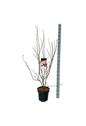 Beverboom Magnolia soulangeana