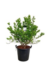 Beverboom Magnolia stellata