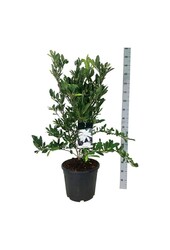 Beverboom Magnolia stellata