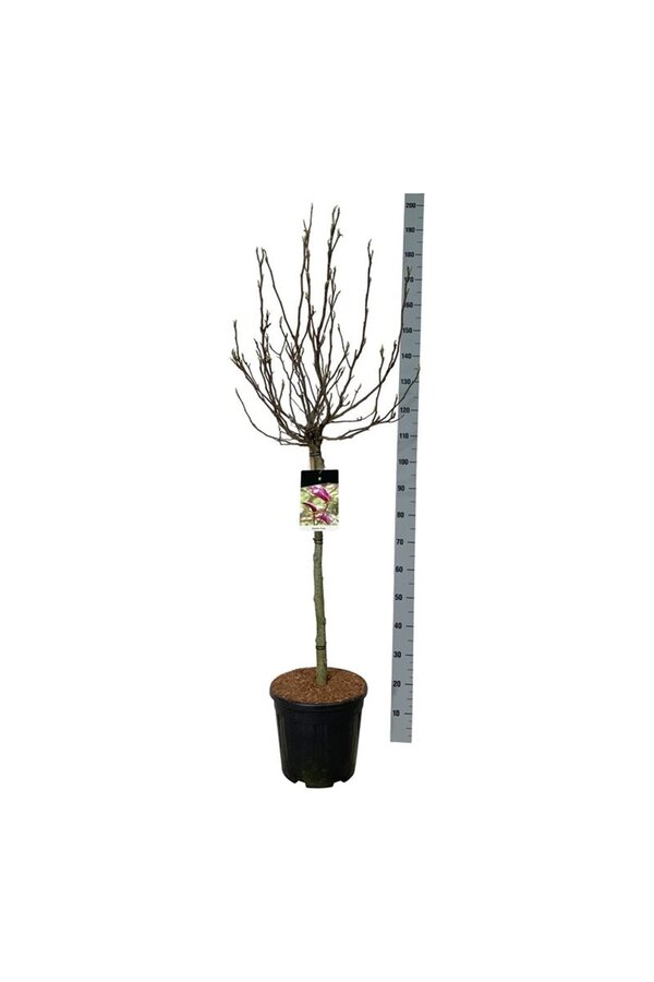 Beverboom Magnolia Susan