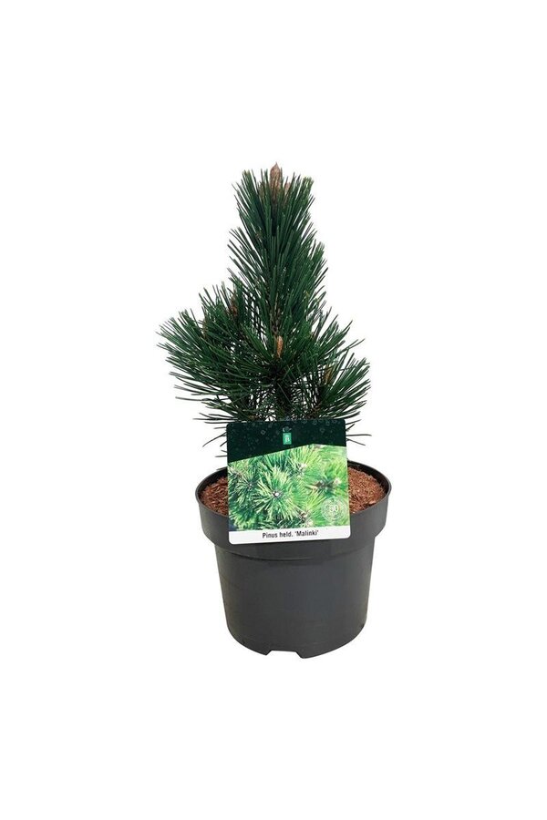 Denneboom Pinus Malinki