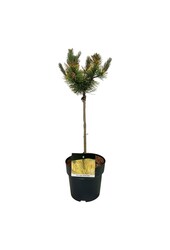 Denneboom Pinus mugo Golden Glow