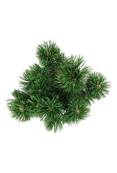 Denneboom Pinus mugo Mumpitz