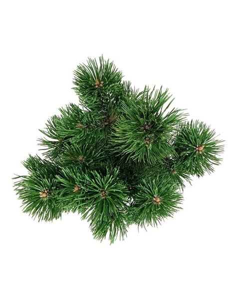 Pinus