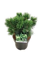 Denneboom Pinus mugo Mumpitz