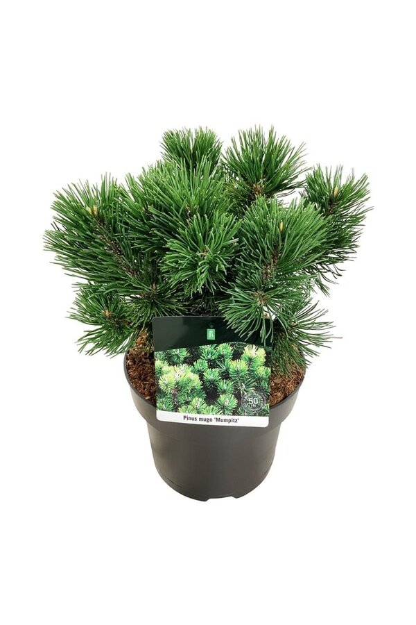 Denneboom Pinus mugo Mumpitz
