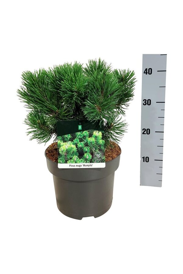 Denneboom Pinus mugo Mumpitz