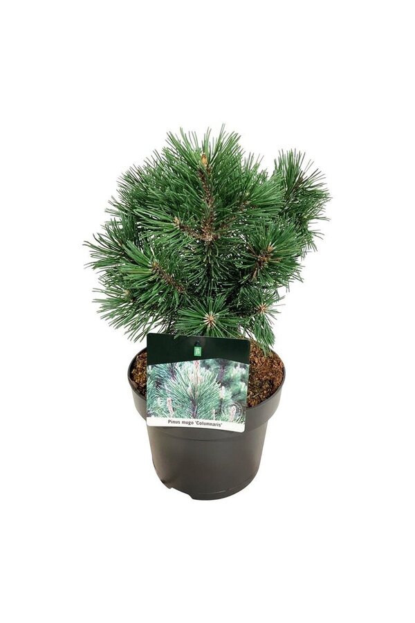 Denneboom Pinus mugo Columnaris