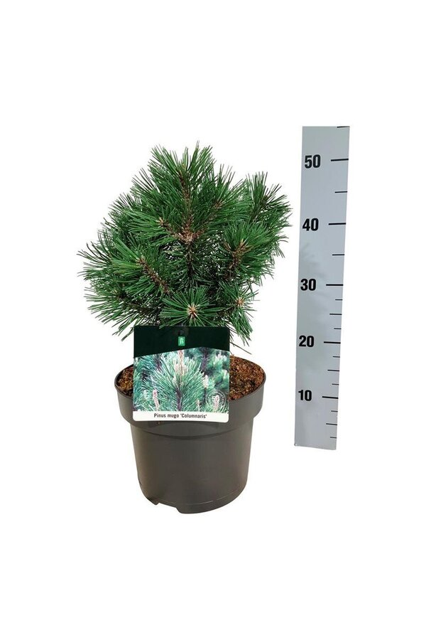 Denneboom Pinus mugo Columnaris
