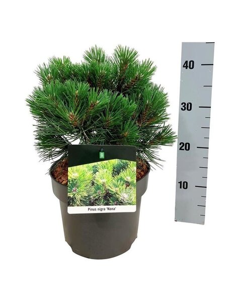 Pinus