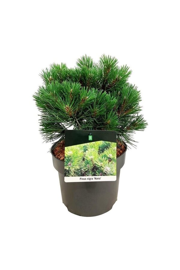 Denneboom Pinus nigra Nana