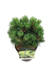 Denneboom Pinus nigra Nana