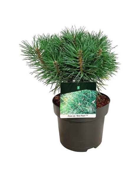 Pinus