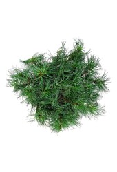 Denneboom Pinus strobus Tiny Kurls