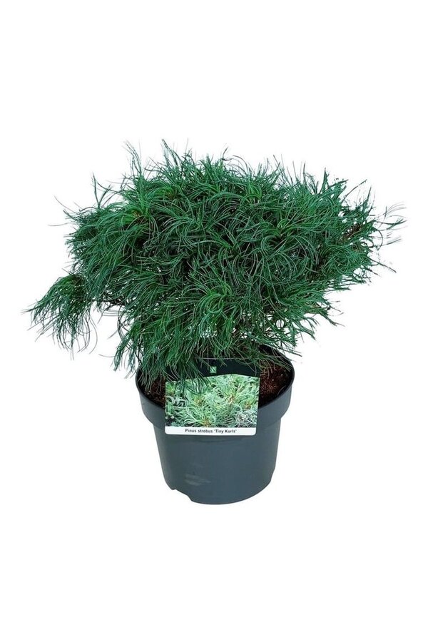 Denneboom Pinus strobus Tiny Kurls