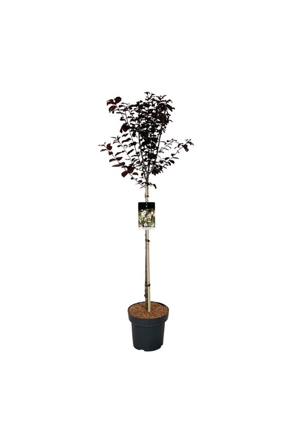 Portugese laurier Prunus cerasifera Nigra