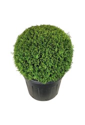 Conifeer Thuja Brabant