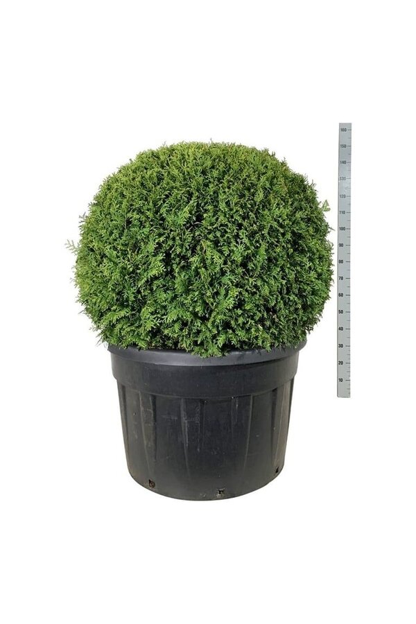 Conifeer Thuja Brabant