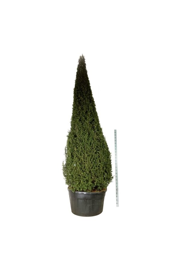 Venijnboom Taxus baccata