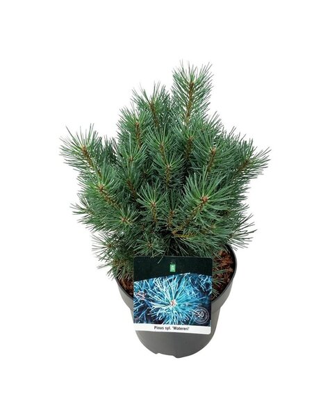 Pinus