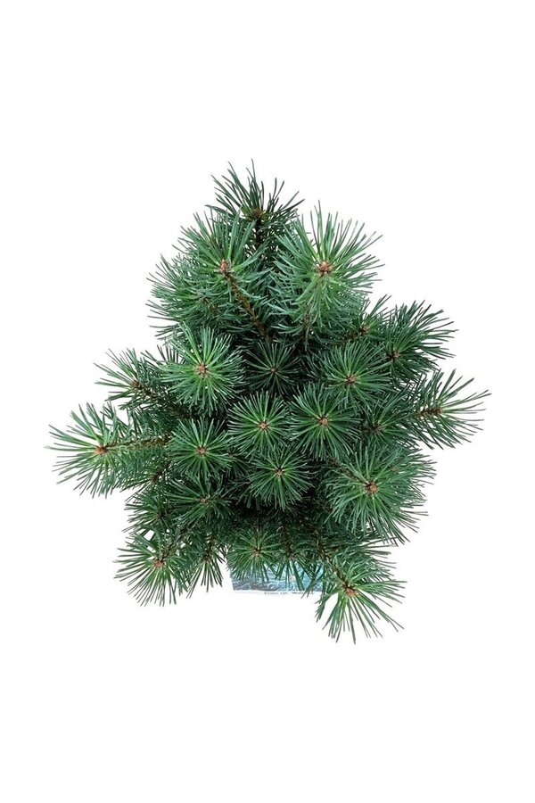 Denneboom Pinus Watereri
