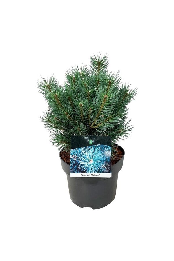Denneboom Pinus Watereri