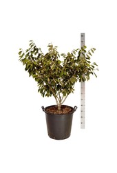 Toverhazelaar Hamamelis Arnold Promise