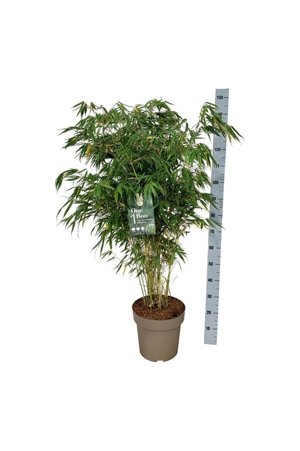 Bamboe Fargesia robusta Pingwu