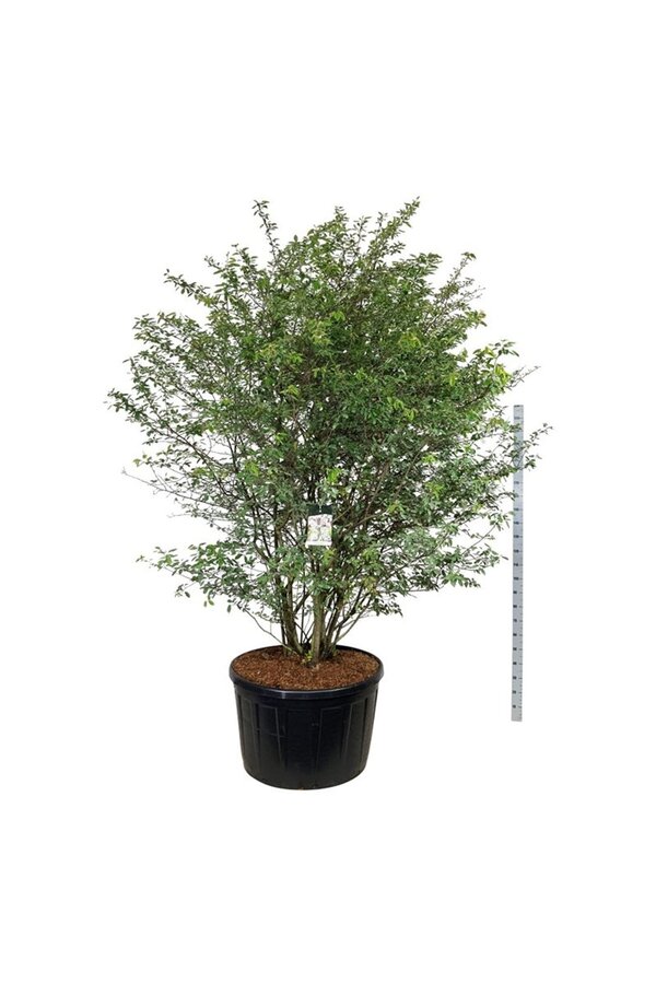 Krentenboom Amelanchier lamarckii