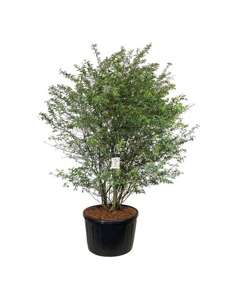 Amelanchier