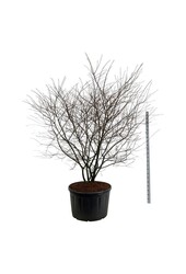 Krentenboom Amelanchier lamarckii