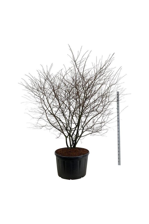 Krentenboom Amelanchier lamarckii