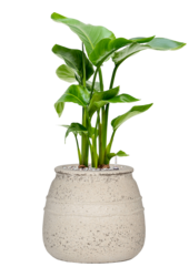 Strelitzia in Mediterranean