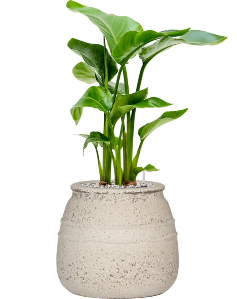 Mediterranean | Strelitzia