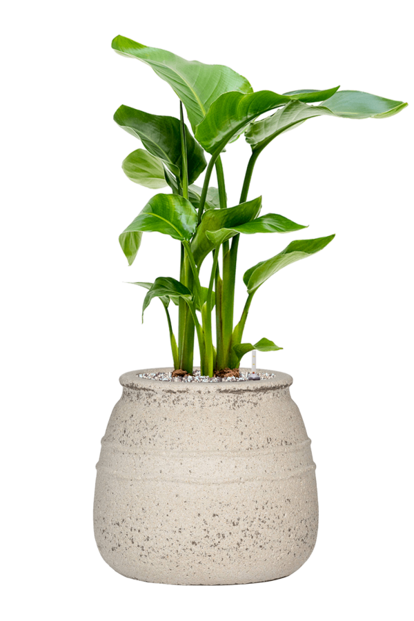 Strelitzia in Mediterranean