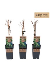 Actinidia arguta Kiwiberry (Issai) P15