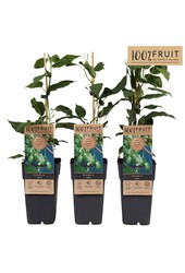 Actinidia arguta Kiwiberry (Issai) P15