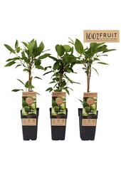 Actinidia arguta Geneva P15